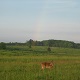 The deer do not appear bothered by Mistress Troy and Her serf's presence in the meadow