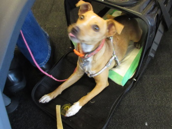 Waggytail Rescue Dog 2017 Mistress Troy transports a Waggytail Rescue Dog from LAX to JFK in 2017