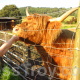 Making friends with a Highland Cow in Scotland