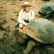 Giant Galápagos Tortoises, classified as a 'threatened' species